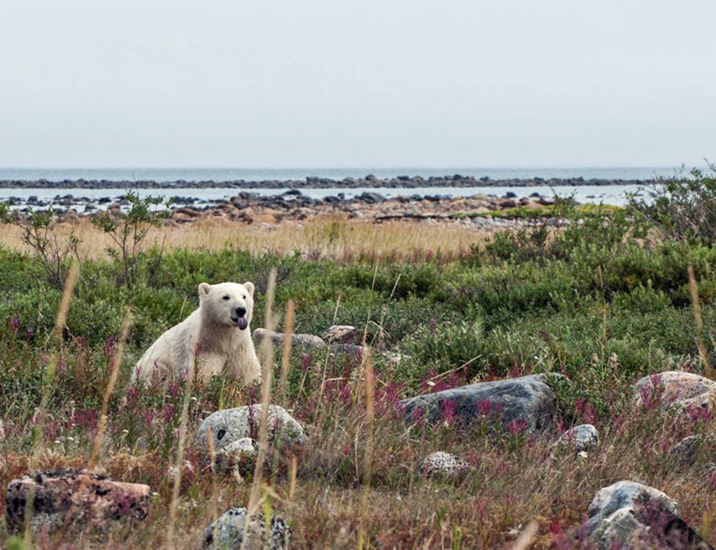 Polar bear cub in late season fireweed at Seal River Heritage Lodge. Paul Scriver photo.
