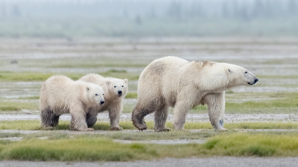 Polar bear family at Nanuk. Photo courtesy of Churchill Wild guest An Xiao. Click image for full album.