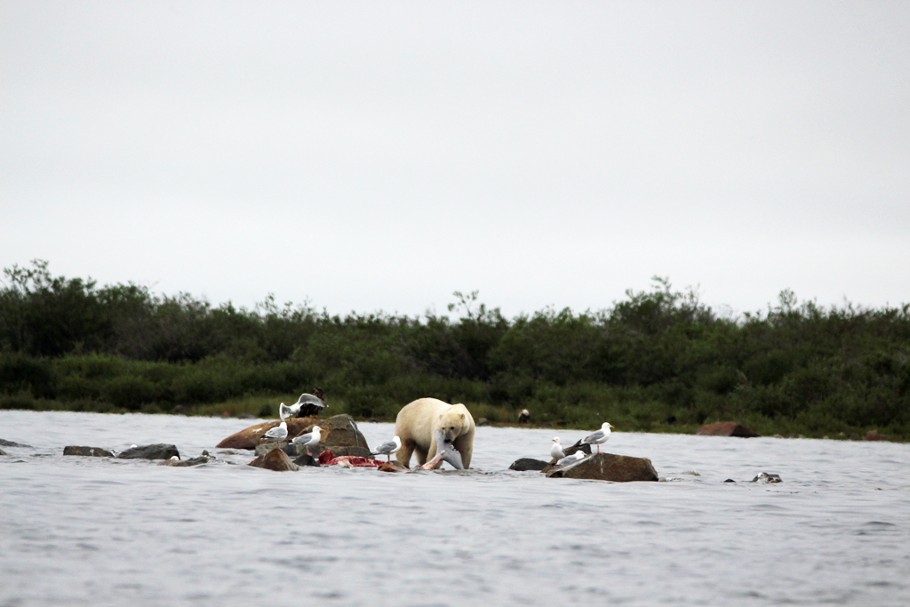Polar bear with whale tail at Seal River. Photo by Churchill Wild guest Jack Moss.