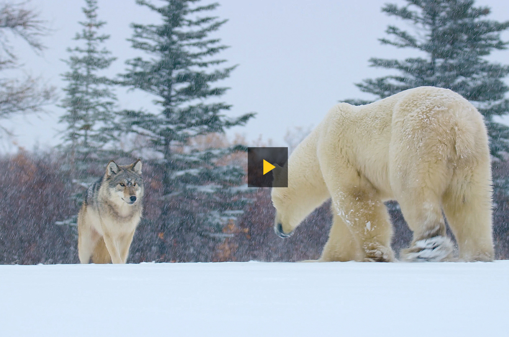 Churchill Wild guide, polar bears, wolves, featured in new National Geographic series: The Big Freeze