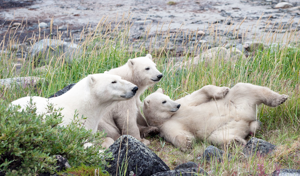 Three polar bear families highlight start of Summer Dual Lodge Safari
