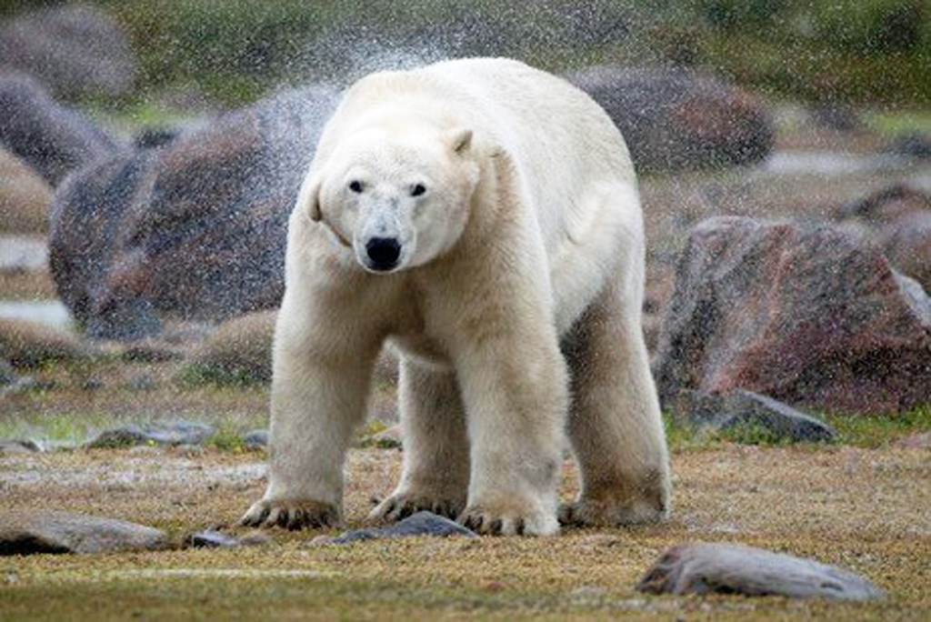 Wild and curious bears and guests emerge through the wet at Seal River and Nanuk