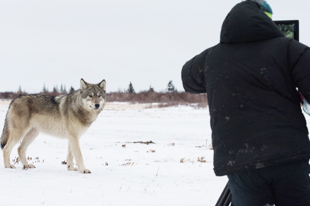 Filming a wolf at Nanuk Polar Bear Lodge. Steve Schellenberg photo.