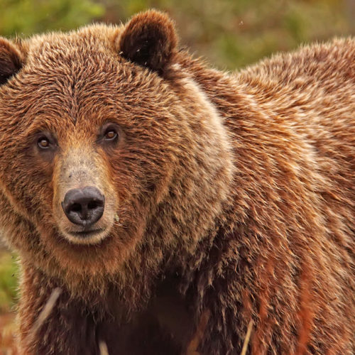 Churchill Wild photo leader Robert Postma finds fame as 