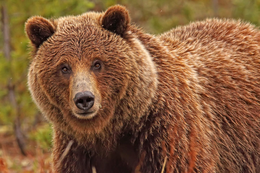 Churchill Wild photo leader Robert Postma finds fame as 