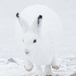Arctic hare on a roll at Seal River Heritage Lodge. Charles Glatzer photo.