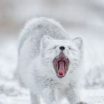 Arctic fox. Nervous yawn. Charles Glatzer photo.