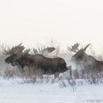 Moose meeting. Nanuk Polar Bear Lodge. Charles Glatzer photo.