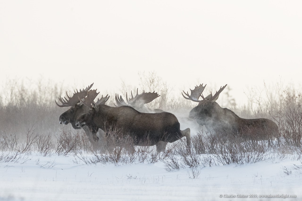 Moose meeting. Nanuk Polar Bear Lodge. Charles Glatzer photo.