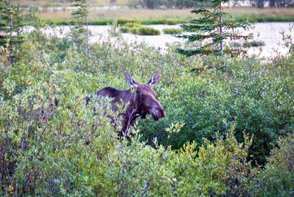 Moose sneaking up on us at Nanuk.