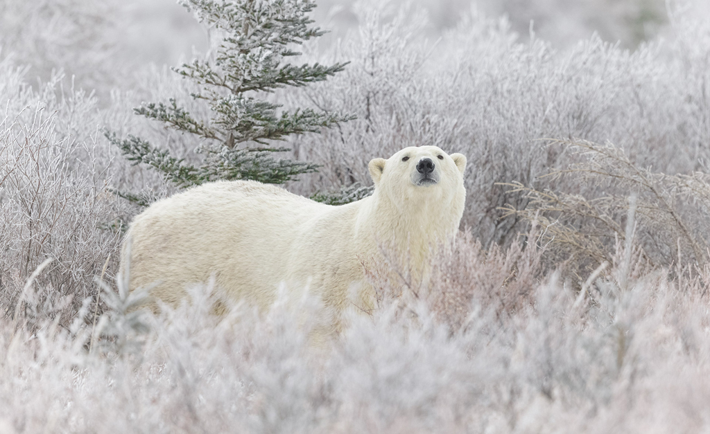 Polar bear in frosty willows at Nanuk Polar Bear Lodge. Charles Glatzer photo.