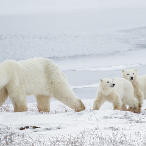 Cold-Weather Photography Tips from Canon EOL Charles Glatzer ...