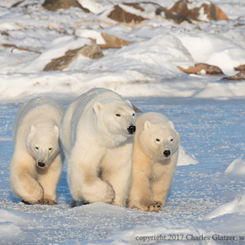 Cold-Weather Photography Tips from Canon EOL Charles Glatzer ...