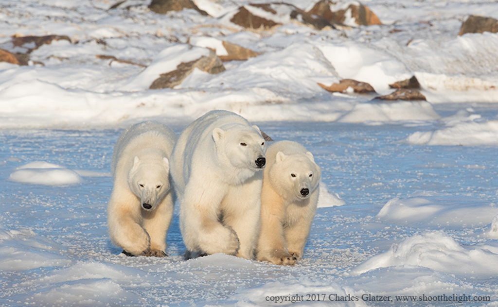 Mom and cubs on the move at Seal River. Polar Bear Photo Safari. Charles Glatzer photo.