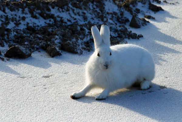 Arctic hare ready for action at Nanuk Polar Bear Lodge.