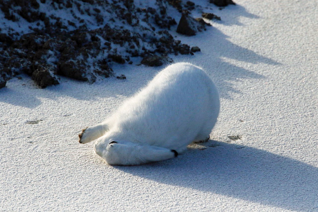 Maybe we'll go the other way. Arctic hare photo courtesy of guest Sally Mitchell-Wolf.