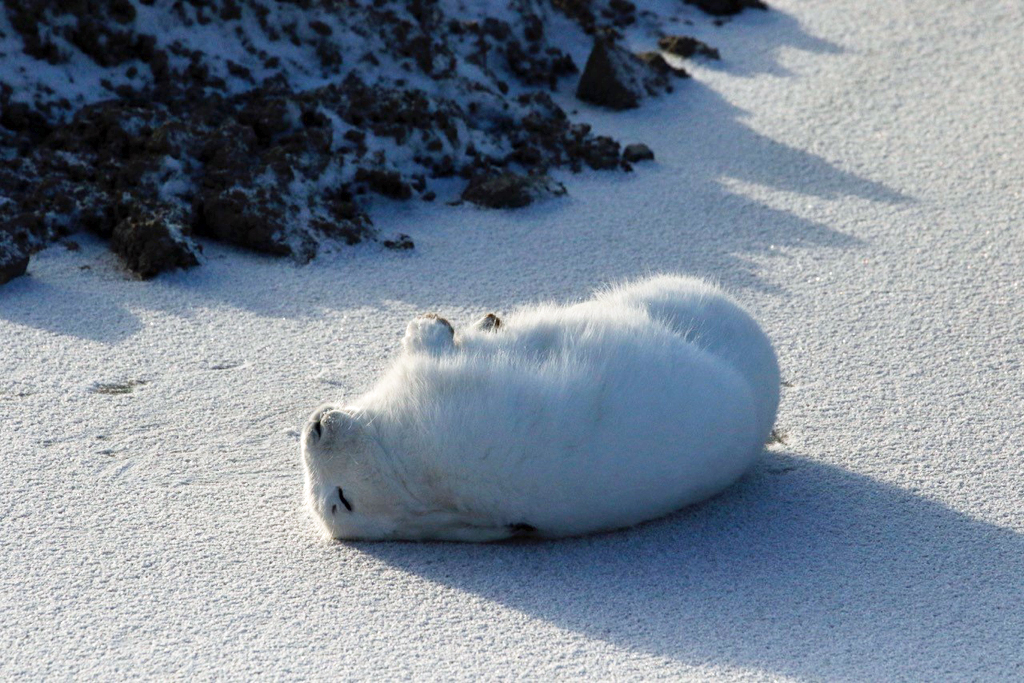 Ahhh... that's it! Arctic hare photo courtesy of guest Sally Mitchell-Wolf.