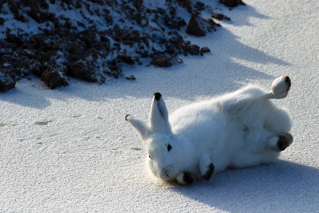 Ready. Set. Roll! Arctic hare photo courtesy of guest Sally Mitchell-Wolf.