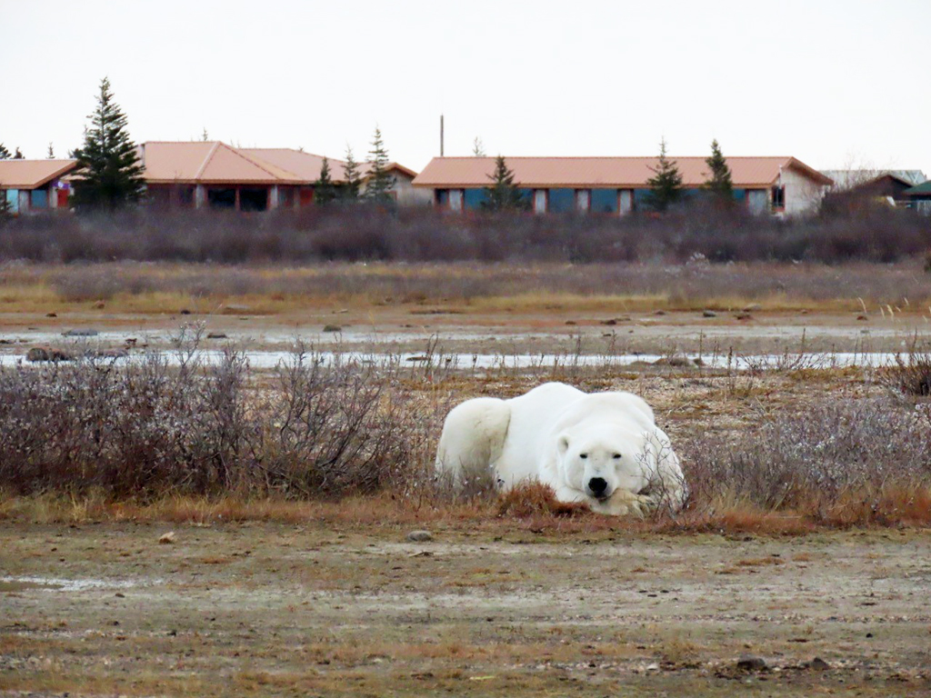 Polar bear patiently awaiting the snow in front of Nanuk Polar Bear Lodge. Photo courtesy of guest Kim Gunst. 