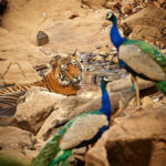 The tiger and the peacocks. Anjali Singh photo.