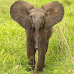 Baby elephant on safari. Anjali Singh photo.