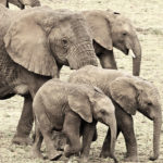 Elephant family. Anjali Singh photo.