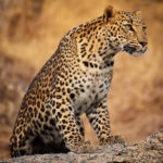 Leopard. Anjali Singh photo.