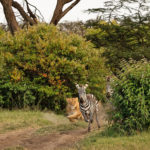 Lion chasing zebra. Anjali Singh photo.