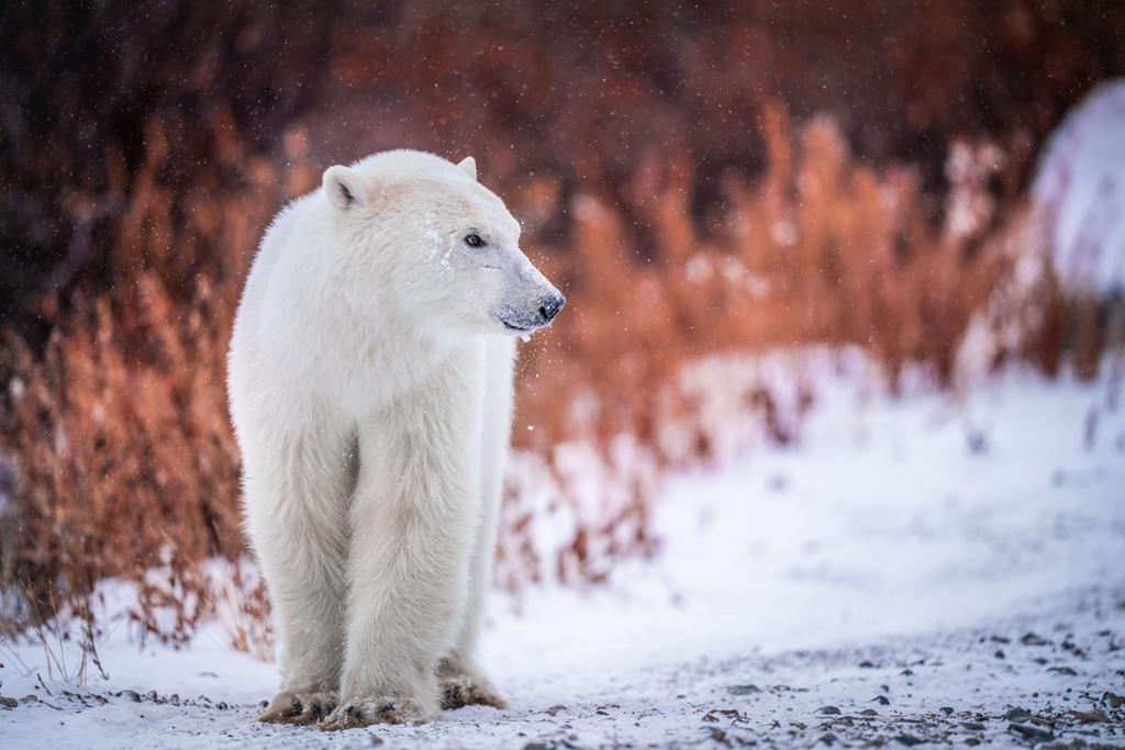 Young polar bear in fall colours. First snow at Nanuk Polar Bear Lodge. Nate Luebbe photo.
