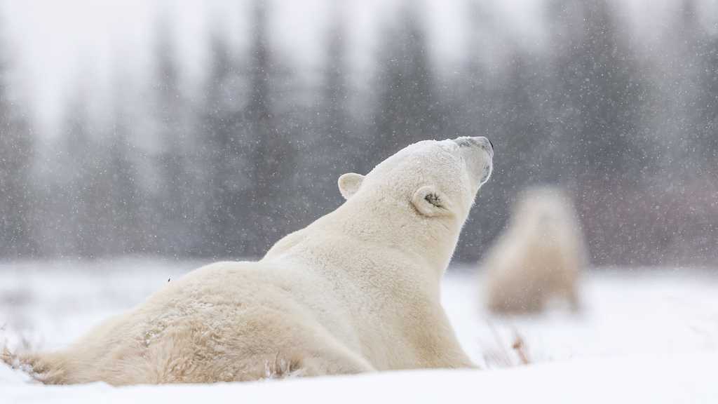 Polar bear enjoying light snowfall at Nanuk Polar Bear Lodge. George Turner photo.