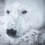 Polar bear. Nanuk Polar Bear Lodge. Anjali Singh photo.