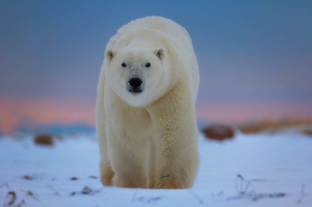 Polar bear in blue light. Seal River Heritage Lodge. Robert Postma photo.