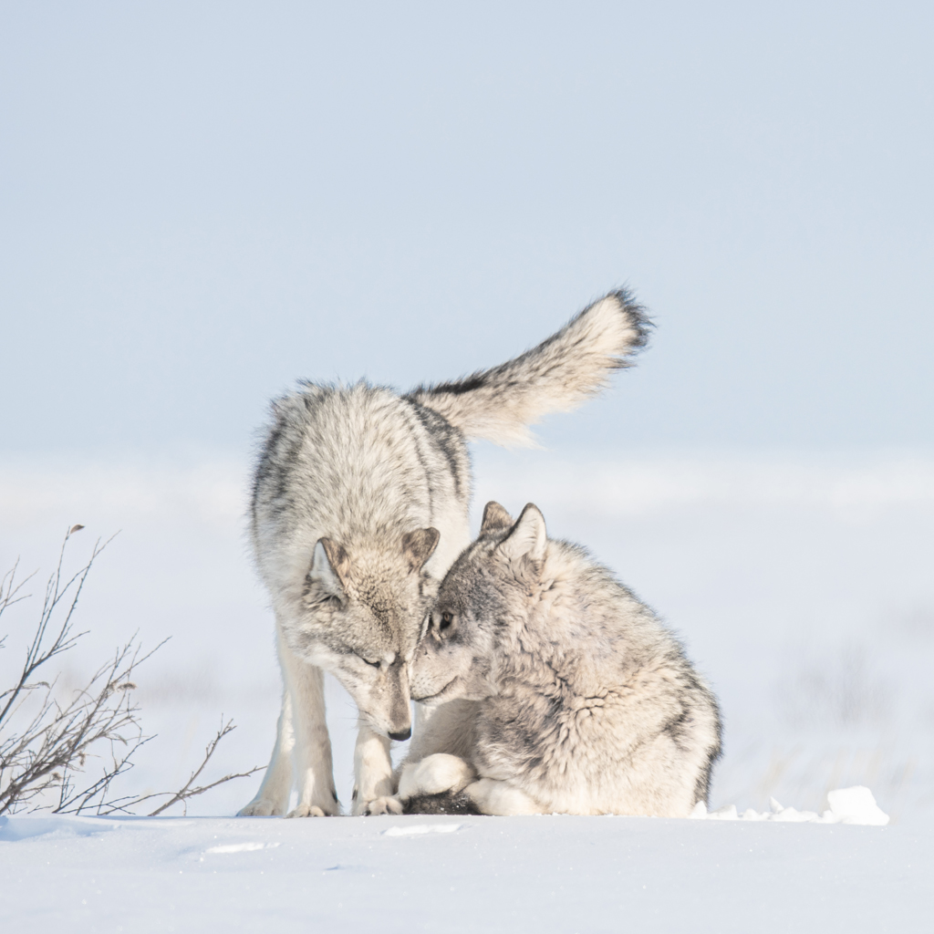 Sentimental secrets. Wolf couple at Nanuk Polar Bear Lodge. Jad Davenport photo. National Geographic Image Collection.