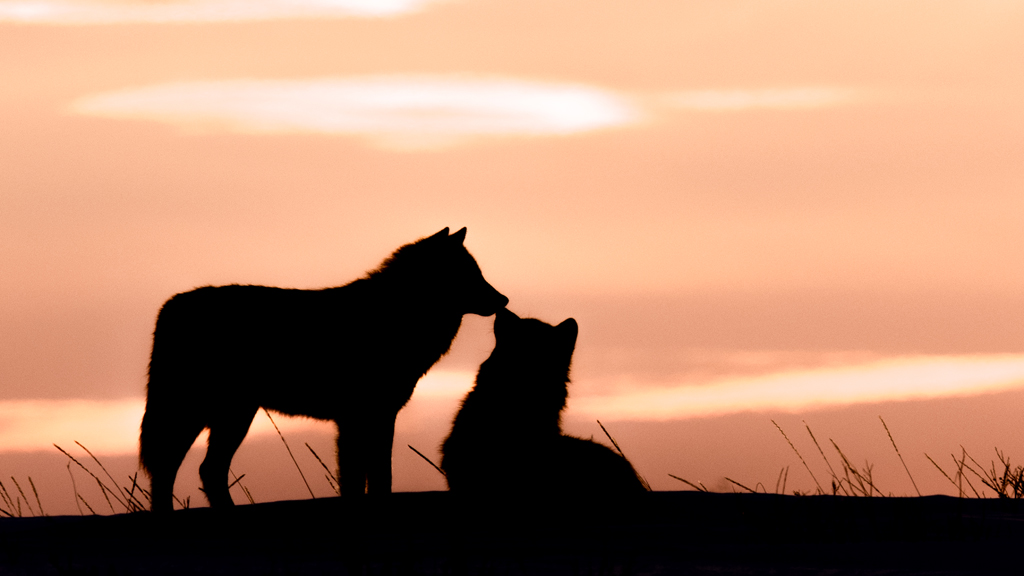 romantic-wolves-silouette-sunset-nanuk-polar-bear-lodge-jad-davenport - Copy