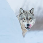 Wolf licking chops. Nanuk Polar Bear Lodge. Jad Davenport photo.