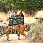 Tigert on safari. Anjali Singh photo.