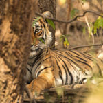 Tiger behind the tree. Anjali Singh photo.