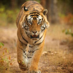 Tiger. Anjali Singh photo.