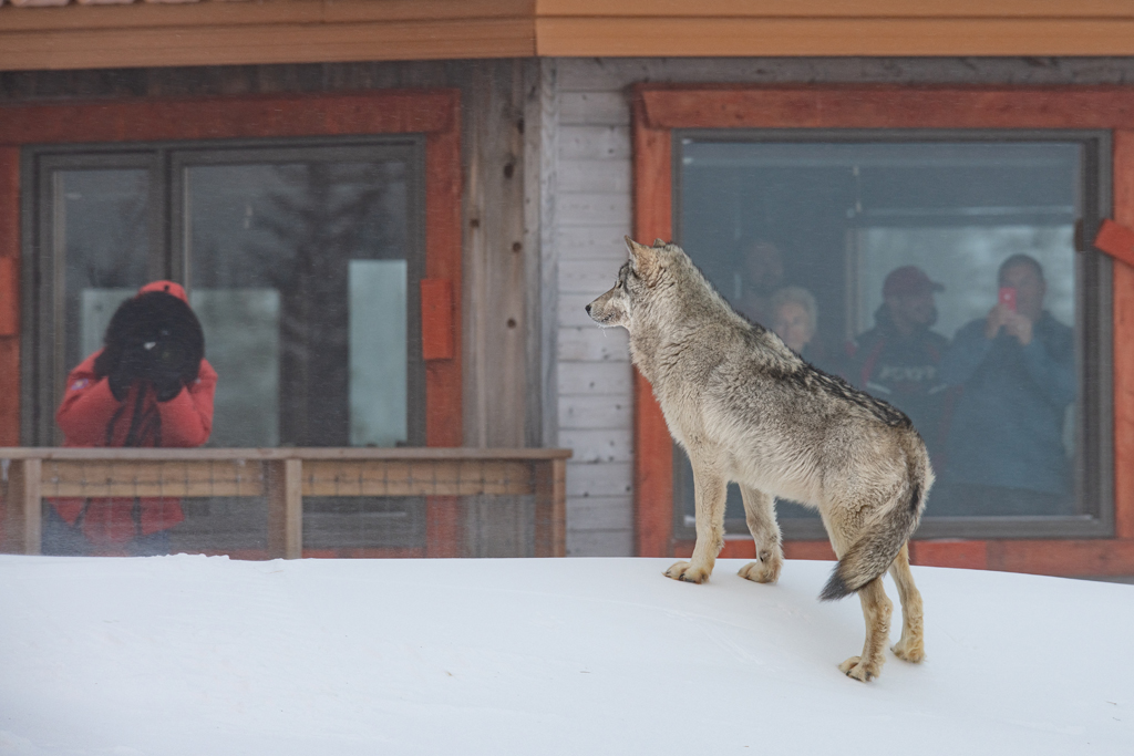 Wolf interacting with guests at Nanuk Polar Bear Lodge. Jad Davenport photo.