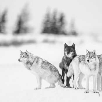 Wolf encounter draws tears of joy from guest at Nanuk Polar Bear Lodge