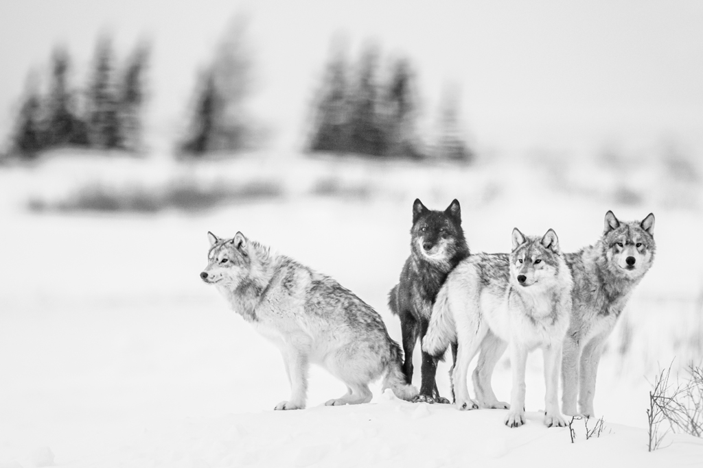 The wolves of Nanuk. Jad Davenport photo.