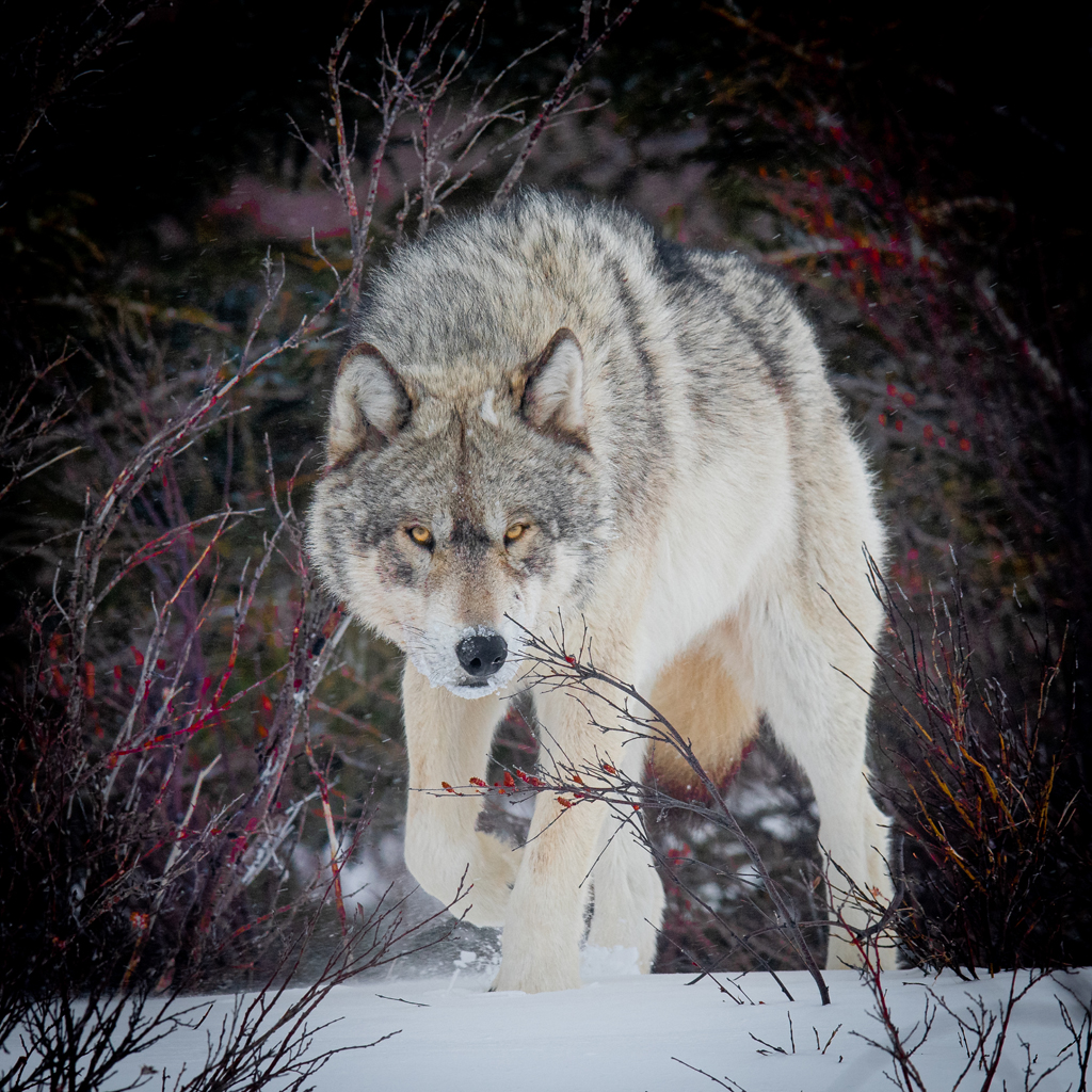Wolf on the prowl. Nanuk Polar Bear Lodge. Jad Davenport photo.