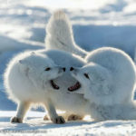 Squabbling Arctic foxes. Seal River Heritage Lodge. Charles Glatzer photo.