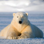 Buddha bear. Nanuk Polar Bear Lodge. Robert Postma photo.