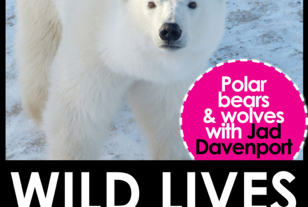 Faunographic. Polar bears and wolves with Jad Davenport.