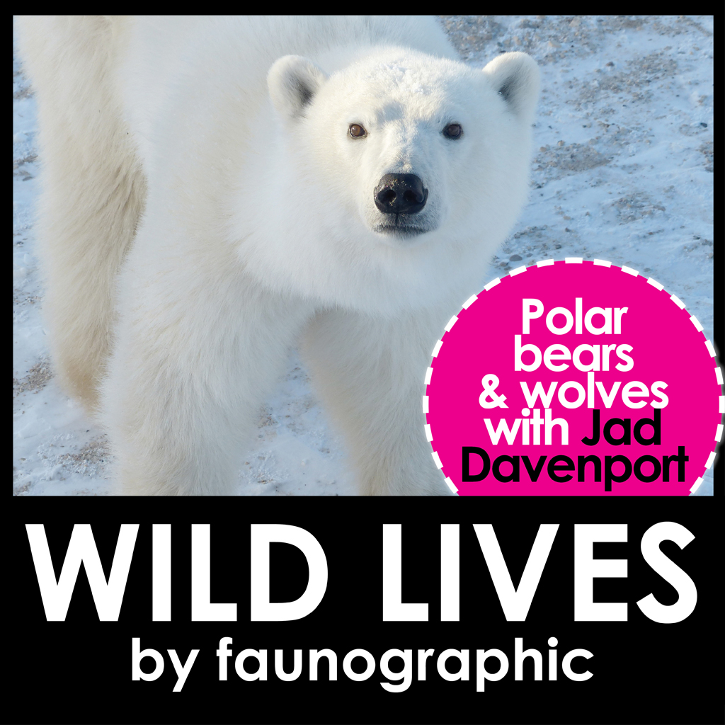 Faunographic WILD LIVES Podcast. Polar bears and wolves with Jad Davenport.