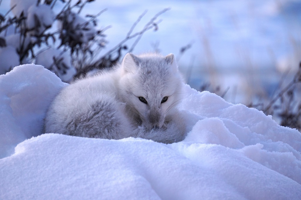 Arctic fox curls up for a nap at Seal River Heritage Lodge. Vanessa Desorcy photo.