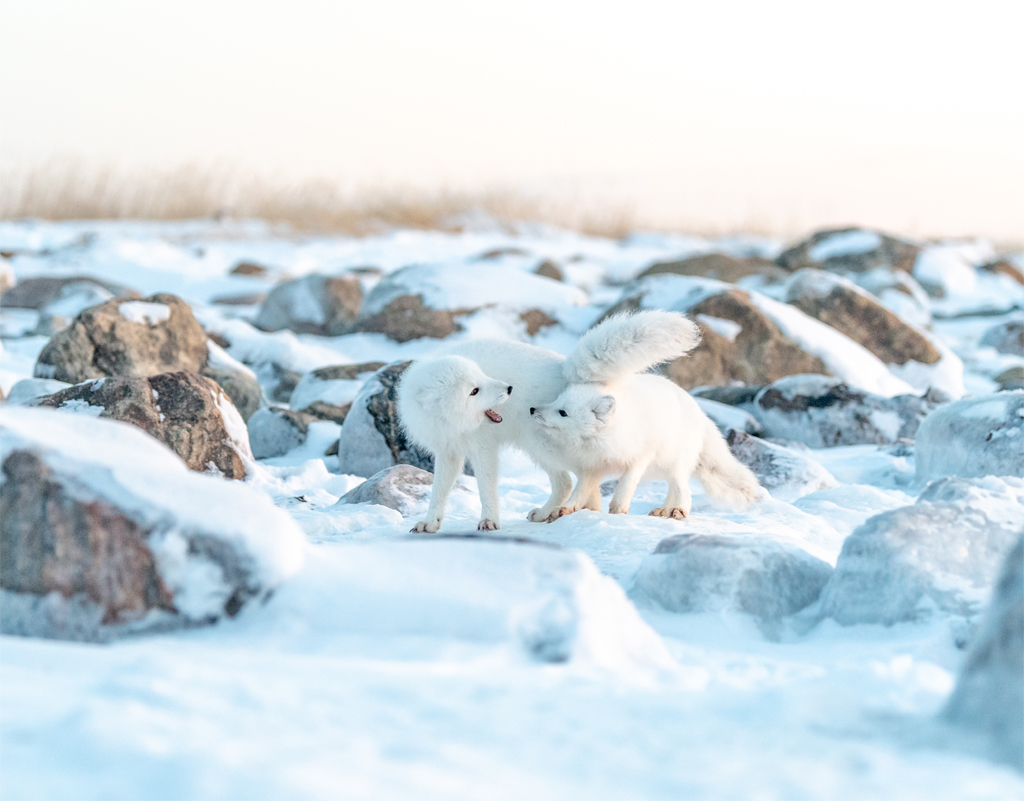 Arctic foxes playing at Seal River Heritage Lodge. Photo by Churchill Wild photo leader George Turner.