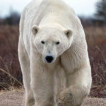 Go ahead. Take my picture. Polar Bear Photo Safari. Seal River Heritage Lodge. Robert Postma photo.