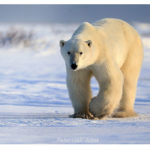 First polar bear for Peter. Polar Bear Photo Safari. Nanuk Polar Bear Lodge. Peter Hall photo.